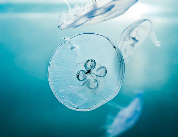 B&C Reset bodywarmer